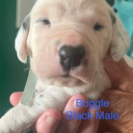 Boggle - White and black male Dalmatian puppy in New Jersey from Prestige Dalmatians