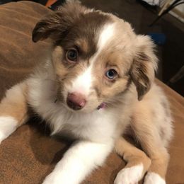 Aussiedoodles and Australian Shepherds from Royal Redwood Aussies