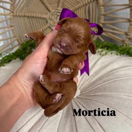 Morticia - Red female Cavapoo puppy in Herriman, Utah from Gypsi Doodles & Poodles LLC.