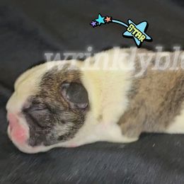 Franklin - Red brindle and white male Bulldog puppy in Granville, Iowa from Wrinkly Blessings English Bulldogs