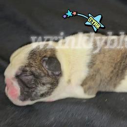 Franklin - Red brindle and white male Bulldog puppy in Granville, Iowa from Wrinkly Blessings English Bulldogs