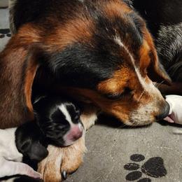 Flora - Black and white female Beagle puppy in Bois D Arc, Missouri from Country Home Pets and Farm