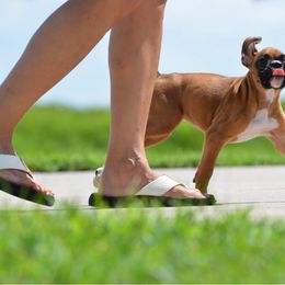 Boxer Puppies from Chilham Boxers