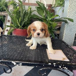 Sugar's Boy 2 - Blenheim Cavalier King Charles Spaniel puppy in Loco, Oklahoma from Sweet Heart Cavaliers