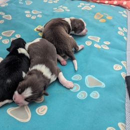 Pomsky Puppies from Tony Hwang