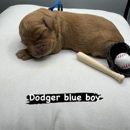 Blue boy (Dodger) - Apricot male Goldendoodle puppy in Roseville, California from Roseville GoldenDoodles