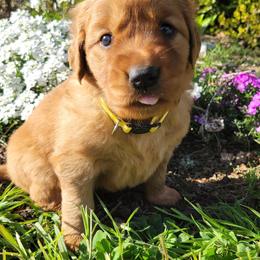 Golden Retriever Puppies from Cedar Life Goldens