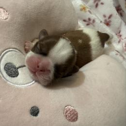 Ace - Red and white male Shih Tzu puppy in Detroit, Michigan from Friends4everkennel LLC