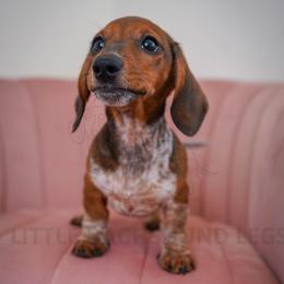 Policeman - Piebald male Dachshund puppy in Temecula, California from Naomi Magee's Dachshund Kennel