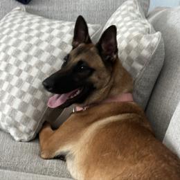 Belgian Malinois puppies from Laeknir K9