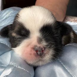 Girl Honey 1 - Gold and white female Shih Tzu puppy in Madras, Oregon from Maridee’s ShihTzu