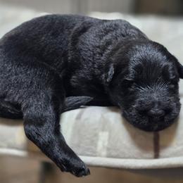 Slade - Black male German Shepherd puppy in Altoona, Florida from Blue Line Shepherds