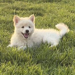 Snow - White female Pomsky puppy in Grandview, Washington from Alyssa’s Pomskies