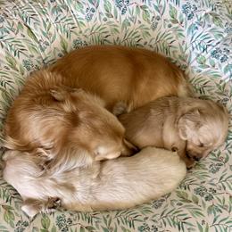 Ace - Cream male Dachshund puppy in Bowie, Texas from Yellow Rose Dachshunds