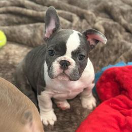 Marilyn Monroe - White and brindle female French Bulldog puppy in Washington from Pawcific Coast Bullies
