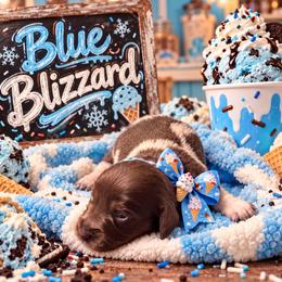 Blue Blizzard - Piebald female Dachshund puppy in Williston, Florida from Teenie Weenie Dachshunds