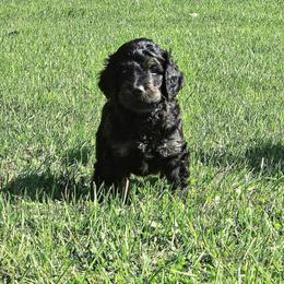 Dragonfly - Black and tan male Gordon Setter puppy in Holmen, Wisconsin from Joy Hahn
