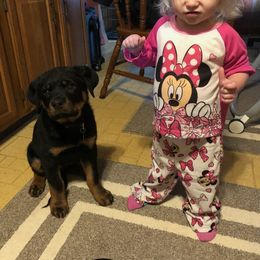 Rottweiler Puppies from Rose Red Rottweilers