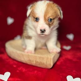 Highland-Mismark - White and red female Pembroke Welsh Corgi puppy in Benton, Arkansas from High Cotton Corgis