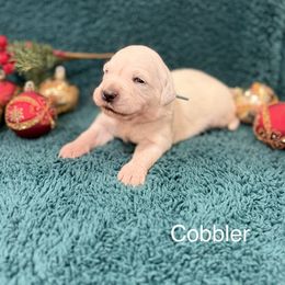 Cobbler - Light golden male Golden Retriever puppy in Conroe, Texas from Tails of Cypress