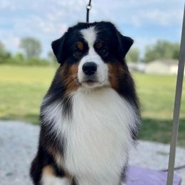 Audie - Australian Shepherd