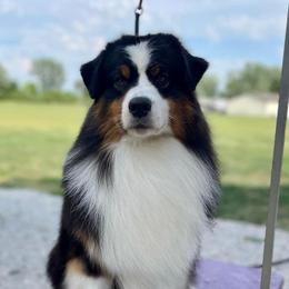 Audie - Australian Shepherd