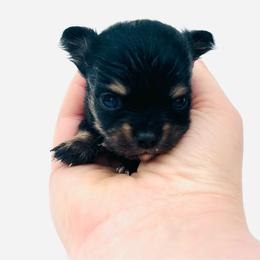 Roo - Black and tan female Chihuahua puppy in Hobgood, North Carolina from Four Kids’ Farms, LLC