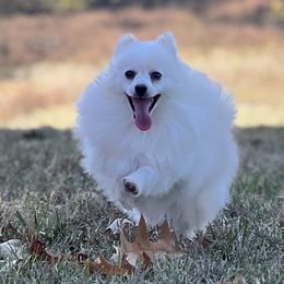 Dachshunds, Pomeranians, and Poodles from Cuddles n Curls