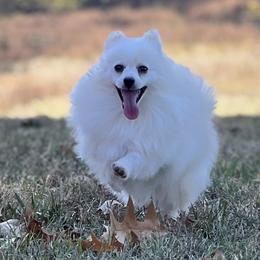 Dachshunds, Pomeranians, and Poodles from Cuddles n Curls