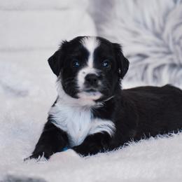 Marigold - Black tri female Miniature American Shepherd puppy in Chocowinity, North Carolina from Foxtail Hollow