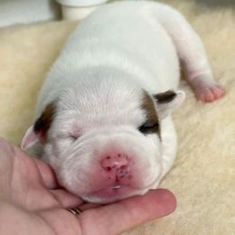 American Staffordshire Terrier Puppies from Alpenglow Amstaffs