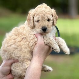 Liberty - Cream female Poodle puppy in Fairfield, North Carolina from Leaning T Ranch