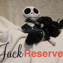 Jack - Black and white male Bernedoodle puppy in Helper, Utah from Doodle Love Utah