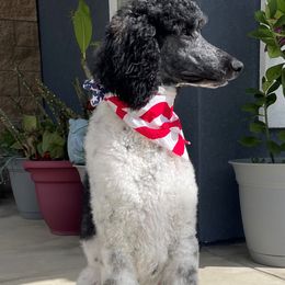Aussiedoodles, Goldendoodles, and Labradoodles from Patriot Family Paws
