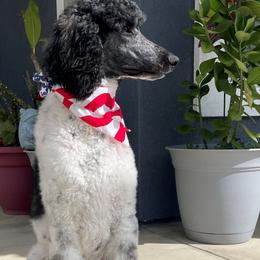 Aussiedoodles, Goldendoodles, and Labradoodles from Patriot Family Paws