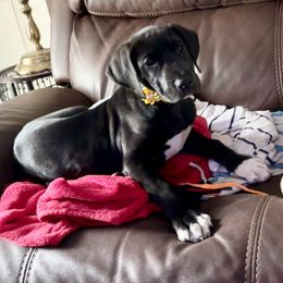 Great Dane Puppies from Florida Danes