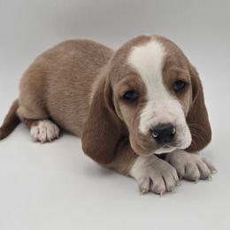 Black Collar - Lemon and white male Basset Hound puppy in Snow Camp, North Carolina from V's Southern Angels