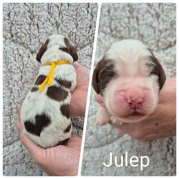 Julep - Liver and white male English Springer Spaniel puppy in Freeland, Michigan from McNally's Springer Spaniels