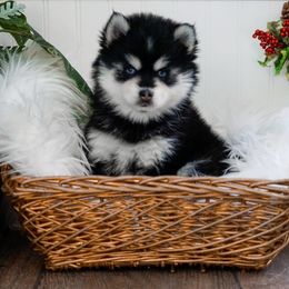 Pomsky Puppies from Arctic Star Pomskies