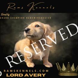 Lord Avery - Cream Dachshund puppy in Splendora, Texas from Ram’s Kennels