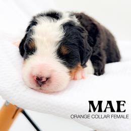 MAE - Tri-color female Bernedoodle puppy in Tipton, Indiana from Country Creek Doodles
