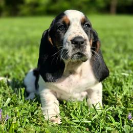 Daisey - Black brown and white female Basset Hound puppy in Lebanon, Ohio from Lady Mae Bassets