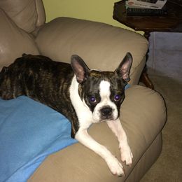 Bubba - Boston Terrier