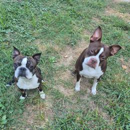 Boston Terrier puppies from Broadus Boston Terriers