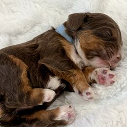 Boy 2 - male Cocker Spaniel puppy in Inman, South Carolina from Dees Cockers, LLC