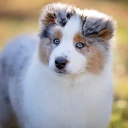 Australian Shepherd Puppies from Riverlook Australian Shepherds
