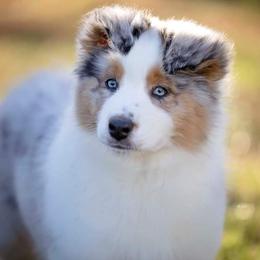 Australian Shepherd Puppies from Riverlook Australian Shepherds