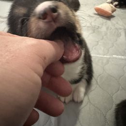Pembroke Welsh Corgi Puppies from Temperance Farm Corgis