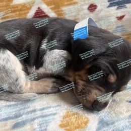 Levi - Blue ticked and tan male Bluetick Coonhound puppy in Mount Pleasant, Texas from Harmons Hounds
