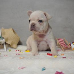 Tonya - Cream female French Bulldog puppy in Citrus Heights, California from Cali Rooted Bullyz